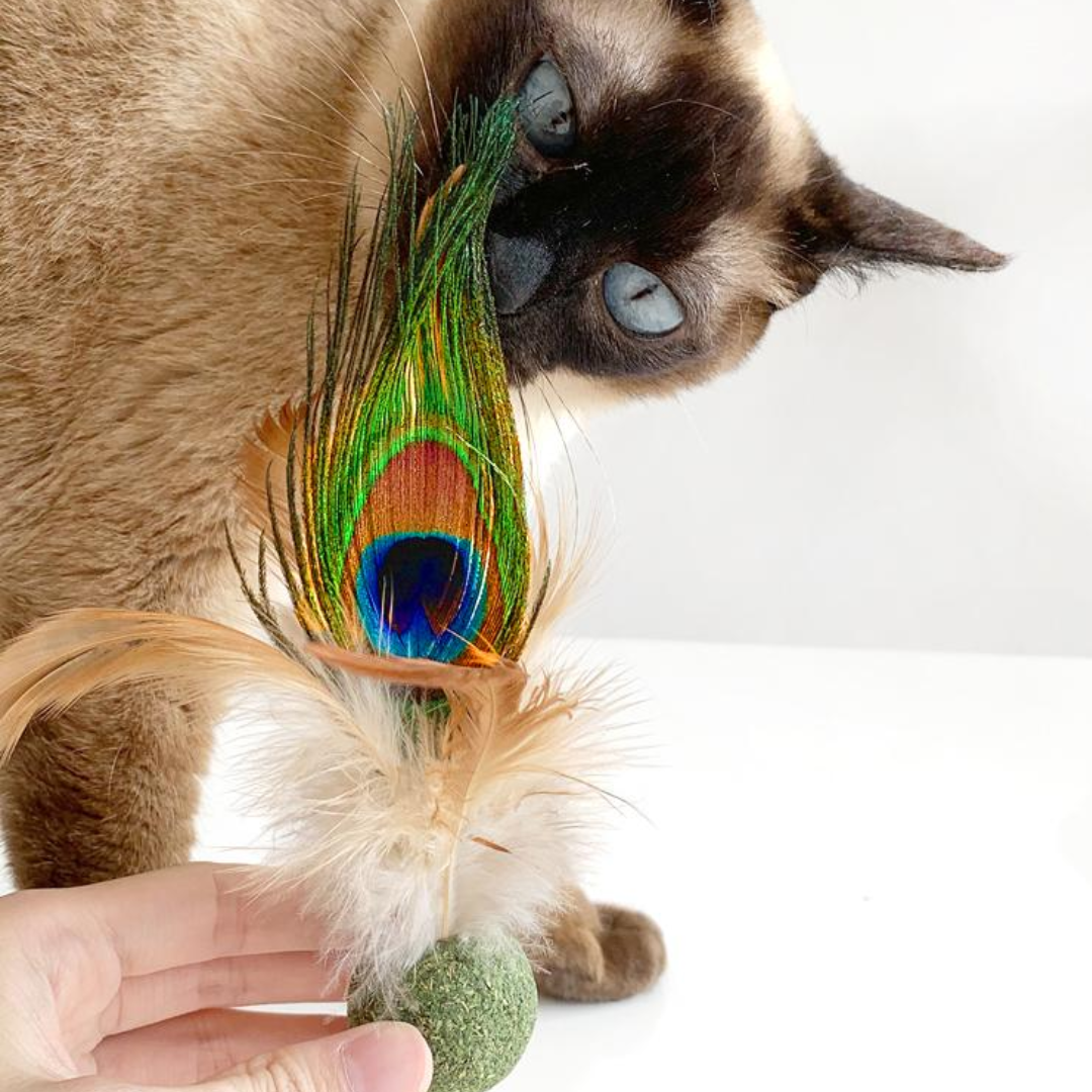 Catnip Ball Toys with Feather - Cat Toys - DINIBLO 