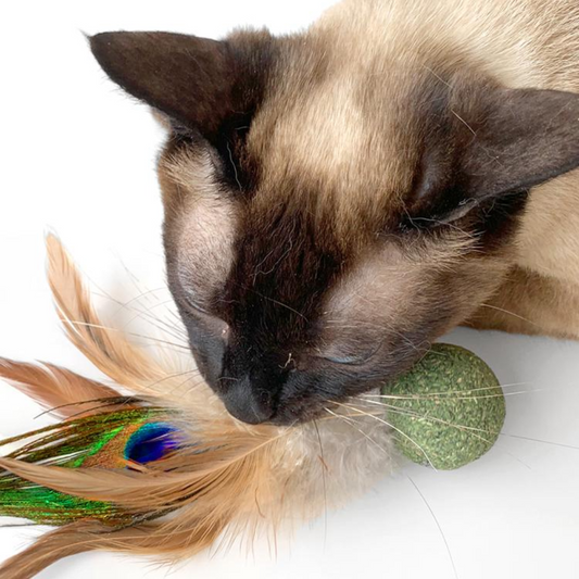 Catnip Ball Toys with Feather - Cat Toys - DINIBLO 