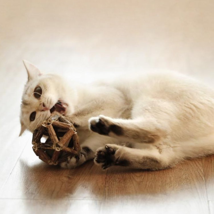 Pet Cats Chewing Natural Catip Toys - Cat Toys - DINIBLO 