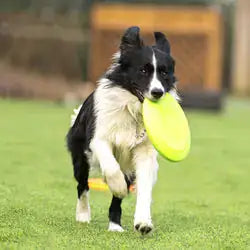 Energetic Dog Rubber Flying Disc Toy - Dog Rubber Flying Disc - DINIBLO 