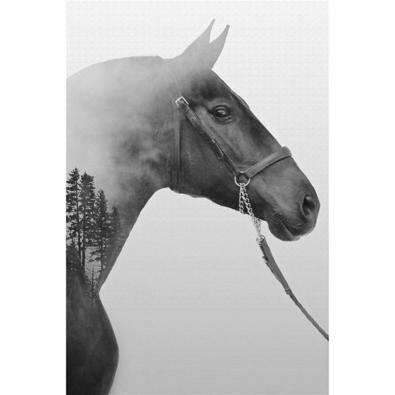 Horse Canvas - 0 - DINIBLO 